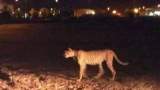 بالفيديو - نمر يثير الذعر في شوارع ليبيا