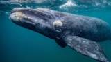 حوت غرينلندا يكشف سر العمر الطويل بين الثدييات