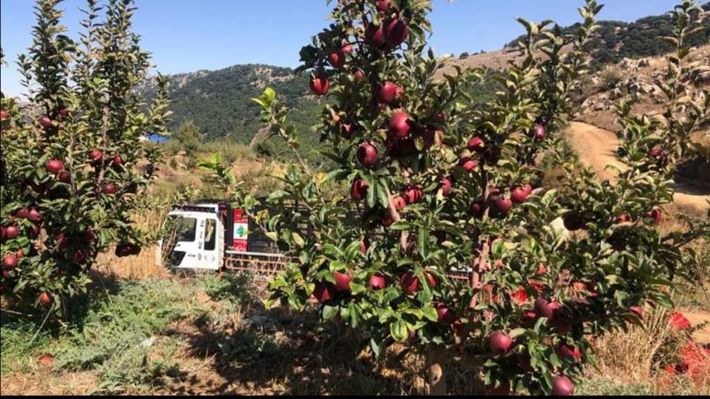  بشرى من وزير الزراعة إلى مزارعي التفاح