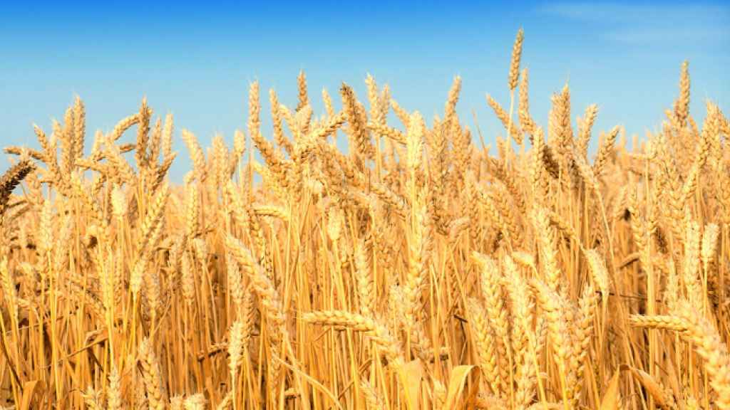 مخزون القمح ينفد!