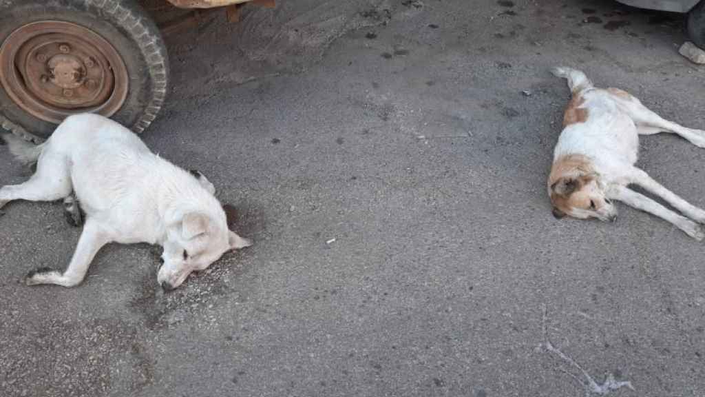 (بالصور) يد الاجرام من جديد...مجزرة بحق كلاب مسالمة وأليفة.. اليكم ما حصل!!