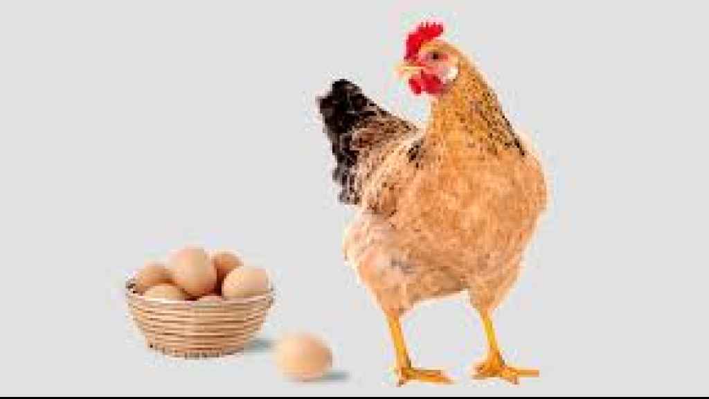 كرتونة البيض أغلى من 