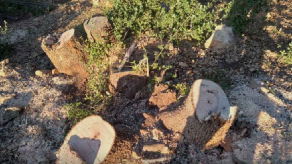 مجزرة بيئية في دير الأحمر