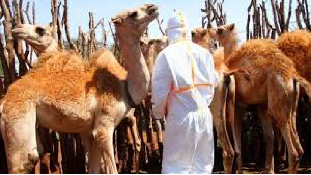 إنفلونزا الإبل.. طرق العدوى.. 