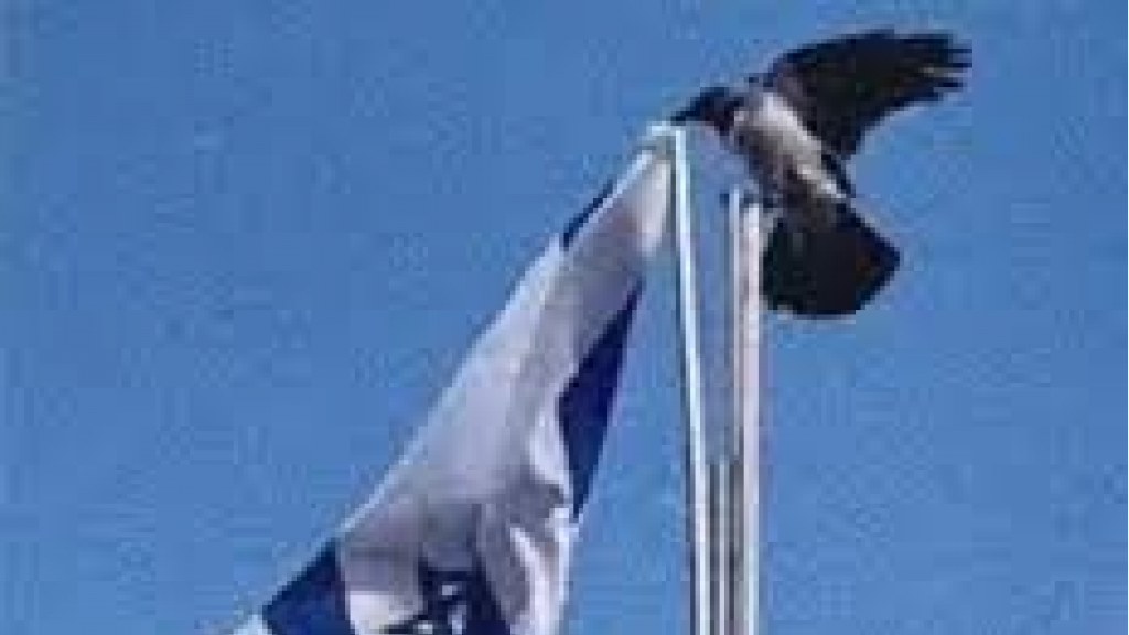 شاهد: غراب ينتزع العلم الإسرائيلي ويلقيه أرضًا يُثير تفاعلاً كبيراً على مواقع التواصل!