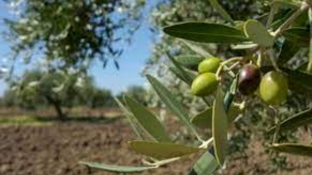 جريمة بيئية خطيرة حصدت آلاف أشجار الزيتون في الكورة