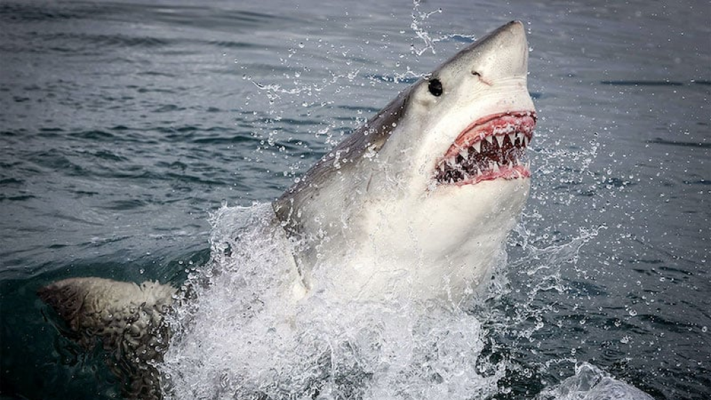 لن تصدق ما فعله قرش الغردقة قبل ان يلتهم الشاب الروسي