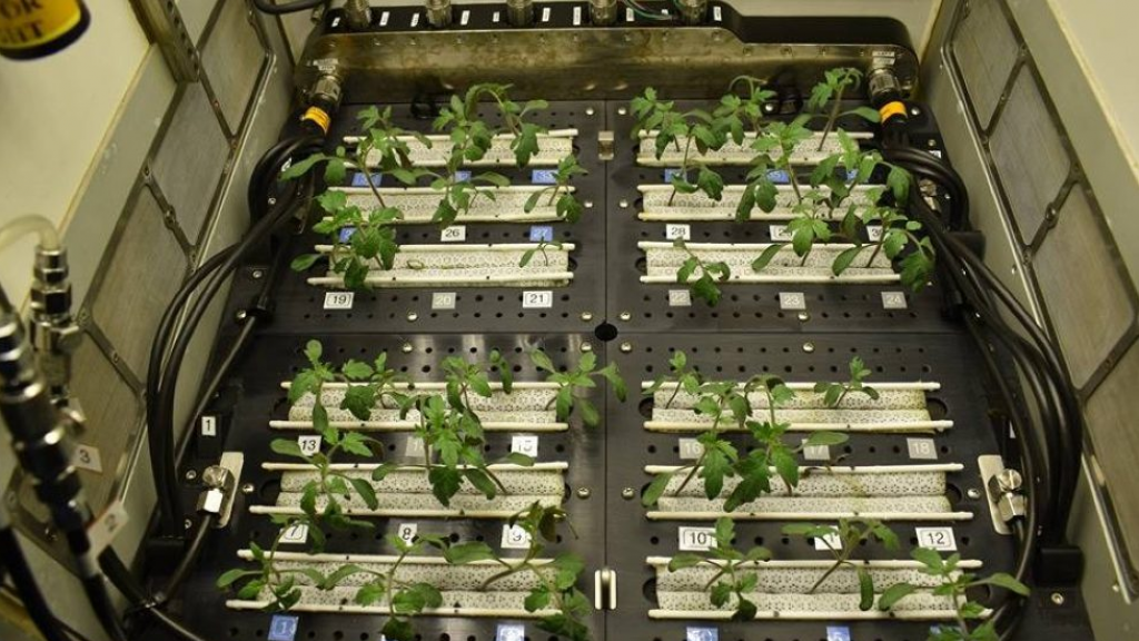 الصين تنجح في زراعة الخضروات في الفضاء