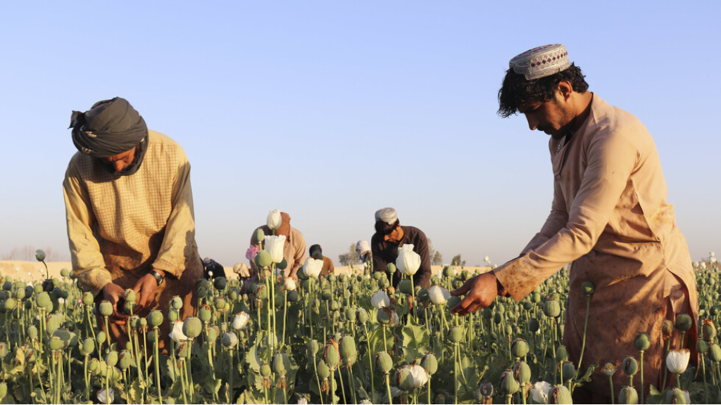 أفغانستان تخسر لقب أكبر منتج للأفيون في العالم