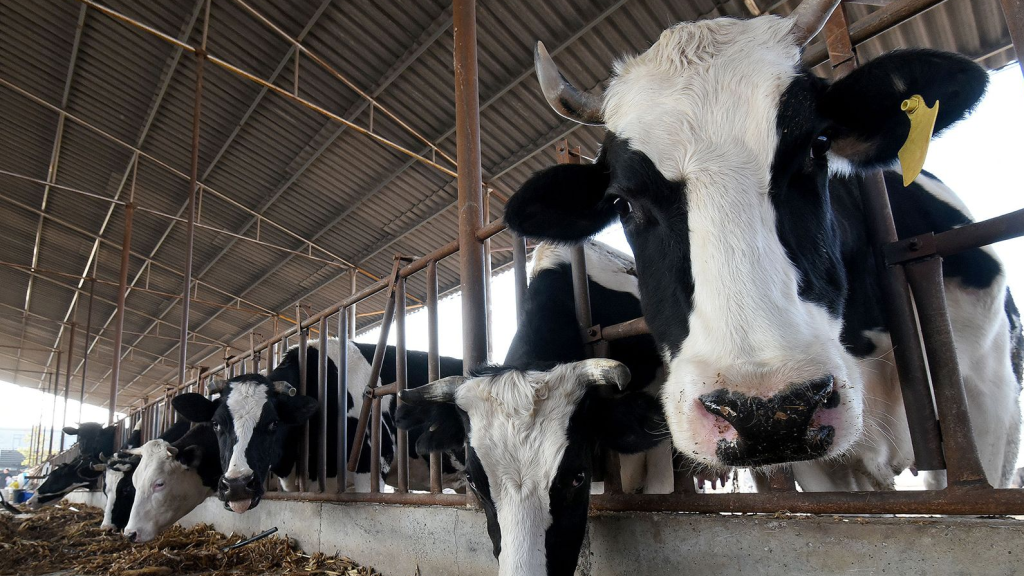 الصين تؤكد نجاح أول استنساخ في العالم لسلالات أبقار مهددة بالانقراض