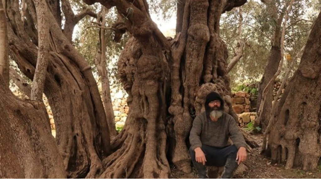 في بيت لحم... العدو الإسرائيلي يهدد بقطع ثاني أقدم شجرة زيتون في العالم