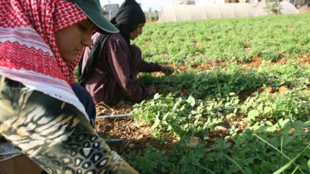 “لضبط الحدود”.. مزراعو البيوت البلاستيكية يحتجّون