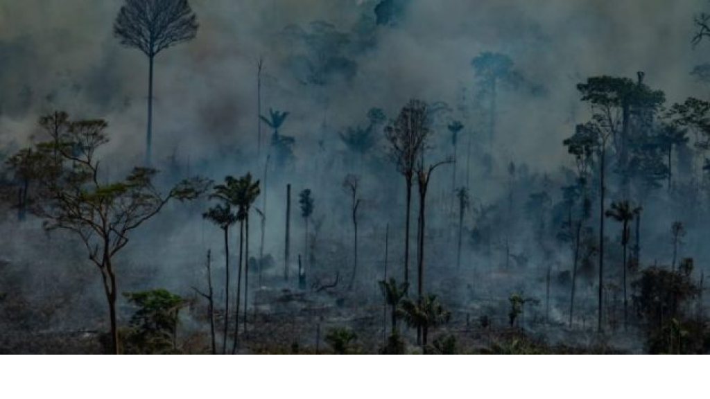 إرتفاع عدد الحرائق في غابات الأمازون