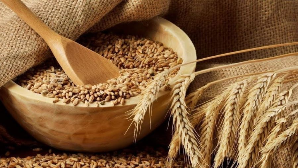 عفن وحشرات… إليكم الحقيقة الكاملة لشحنة القمح! (صوّر)