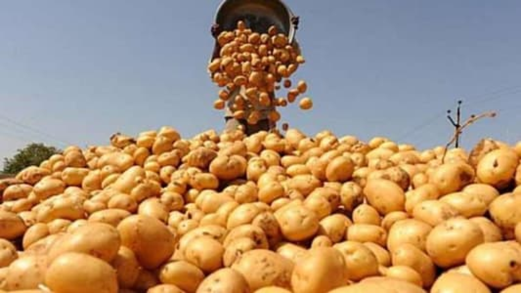 ماذا أُثير حول إستيراد البطاطا المصرية؟.. “الزراعة” تُوضح
