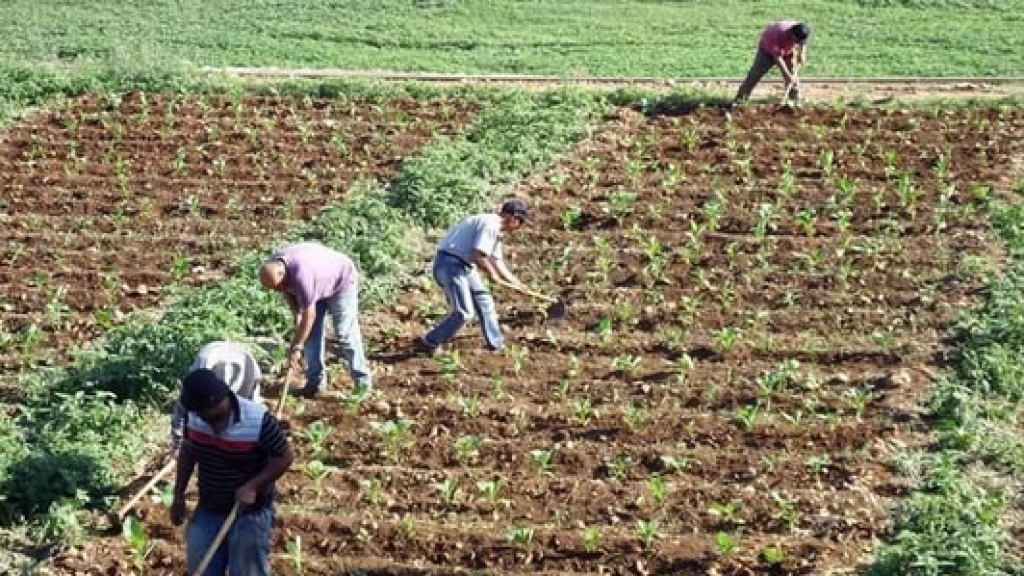 فقدان 50 % من محصول التبغ في الجنوب