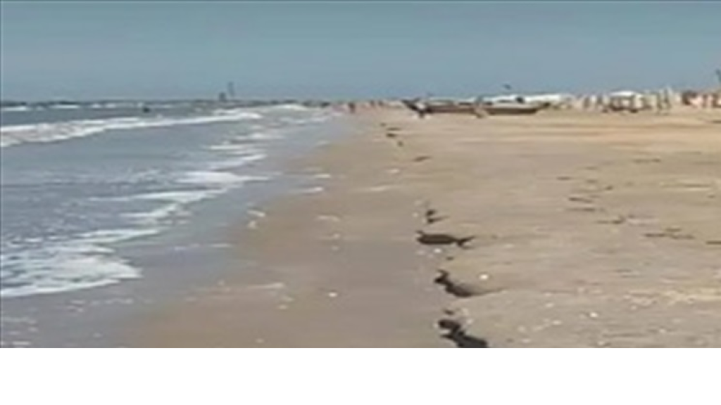 ذعر وبلبلة في دولة عربيّة.. مياه البحر انحسرت عن الشاطىء  .. ومؤشر لزلازل وتسونامي؟