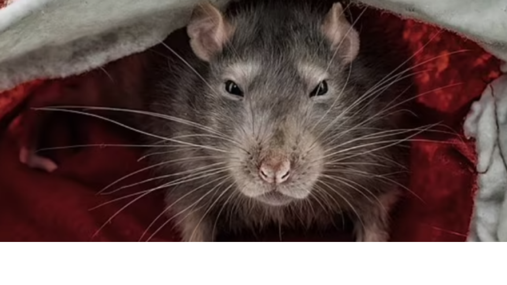 آذان وأنوف جنود الإحتلال عشاء للجرذان! (صورة)