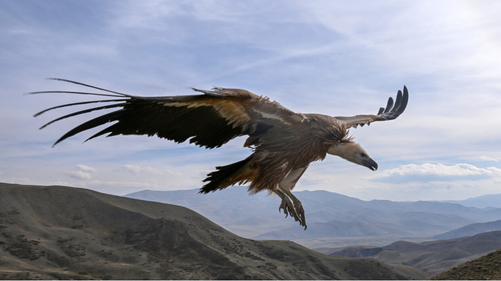 السعودية.. رصد النسر الأسمر في ‎‎محمية الملك خالد وأبرز المعلومات عنه (فيديو)