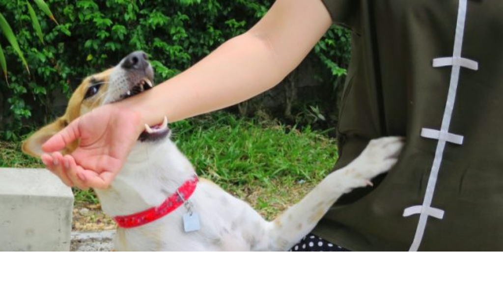 تسجيل 18 إصابة بداء الكلب في هذا البلد! 