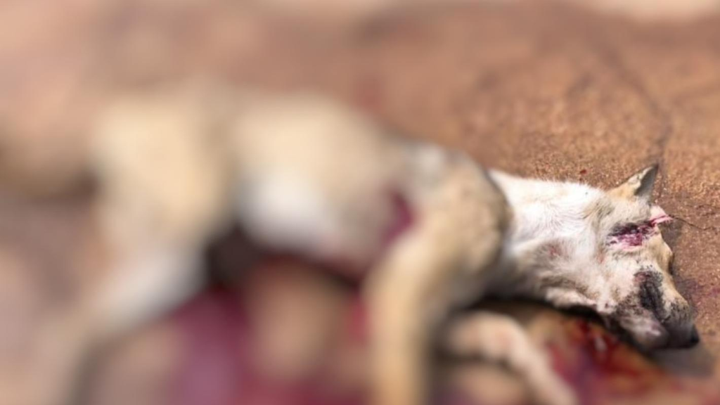كلب مسعور يهاجم سيدة وفتاة في البيرة قضاء راشيا