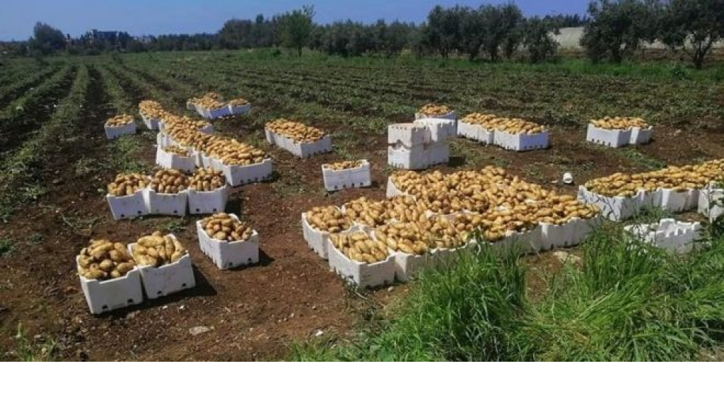 الأردن يوقف استيراد البطاطا اللبنانية.. وهذا هو السبب! 