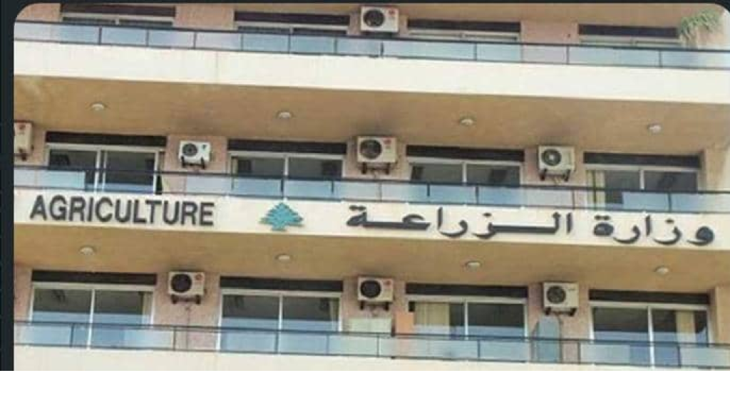الزراعة” تدعو لدعم بطاطا عكار مع انطلاق موسم الحصاد