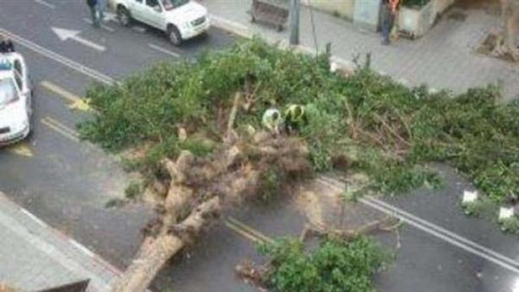 *سقوط شجرة بسبب الرياح القوية على طريق المعرض في طرابلس*