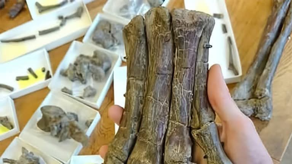 قدم متحجرة عمرها أكثر من ١٠٠ مليون عام
