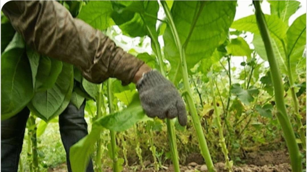 التوصل إلى آلية لتسهيل دخول المزارعين إلى أراضي الجنوب