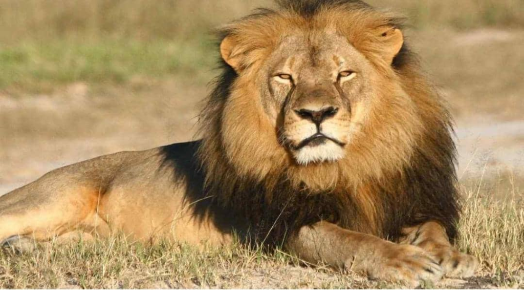 أسد يفتك بمربيه في حديقة منزله بالعراق