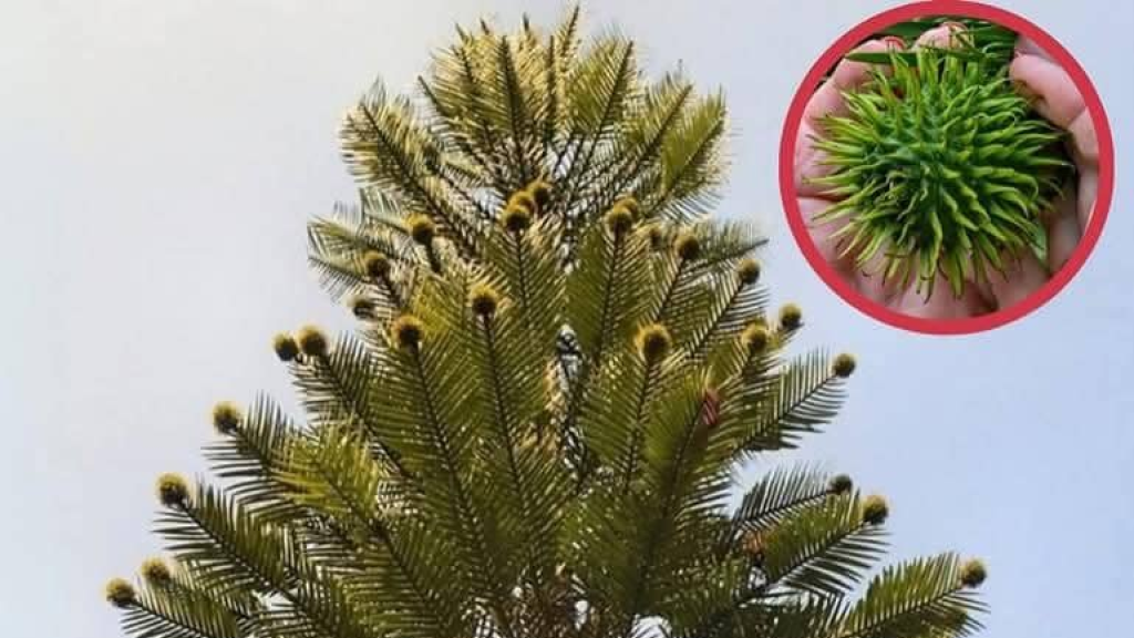 إحدى أندر أشجار العالم تُثمر لأول مرة!