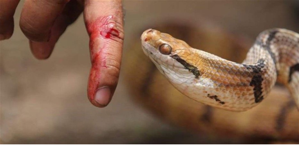 لدغات الأفاعي السامة.. الخطر يرتفع صيفاً والعلاج قد لا يكون متوافراً!