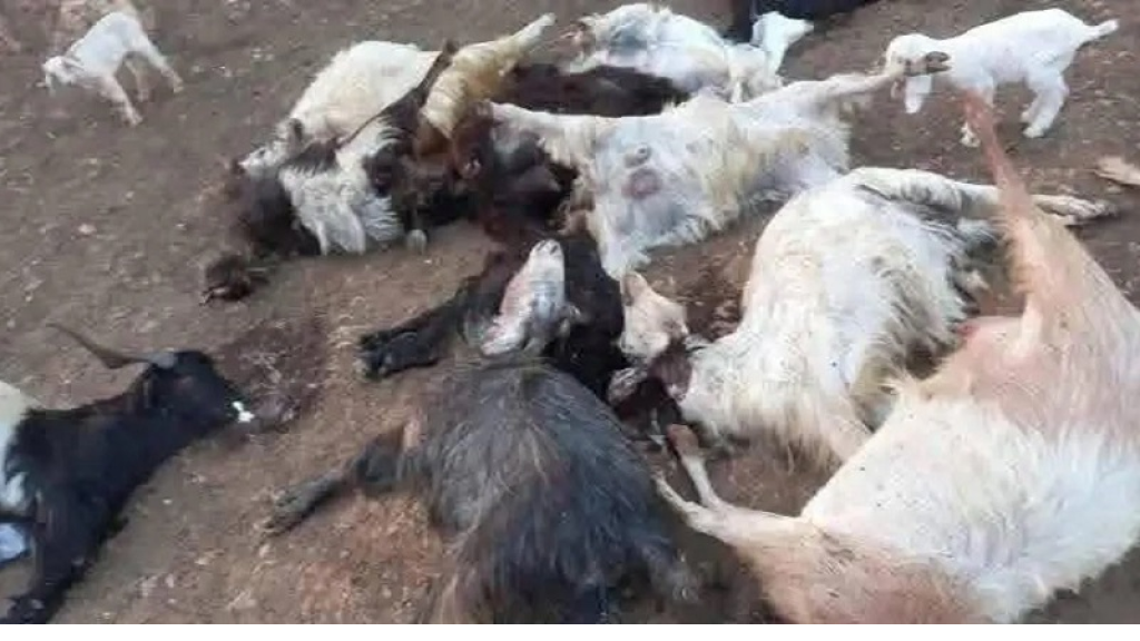 نفوق أكثر من 300 رأس ماعز في بلدة عين الذهب