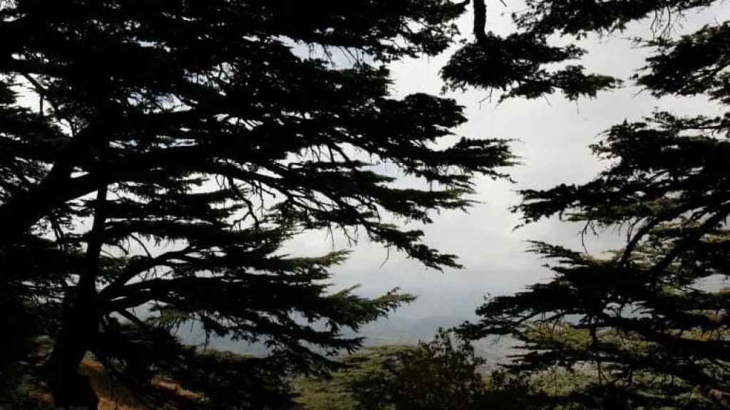 محمية أرز الشوف بلبنان تواجه متغيرات الأمن والمناخ