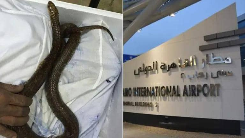 إحباط أغرب محاولة تهريب لزواحف وثعابين نادرة من مطار القاهرة