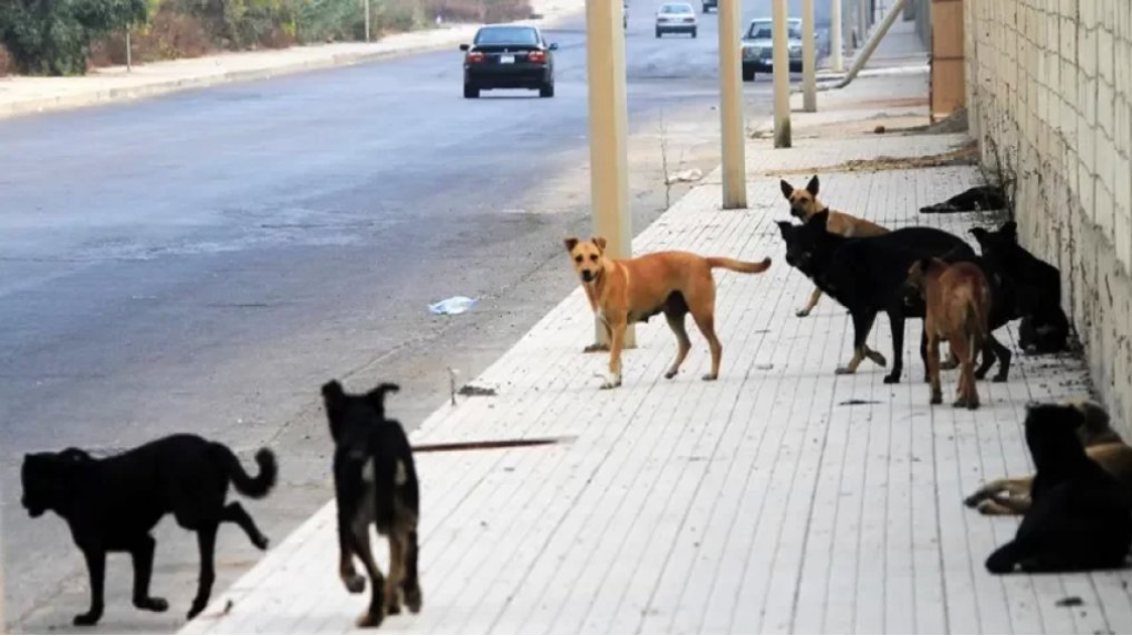 مبادرة لمكافحة داء الكَلب: 60 ألف كلب شــارد في لبنان