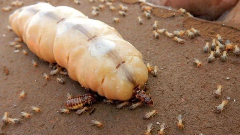 ملكة النمل الأبيض: كارثة بيولوجية بأرقام مذهلة