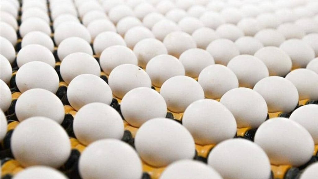 الحكومة الأميركية ترفع دعوى ضد كاليفورنيا بسبب أسعار البيض