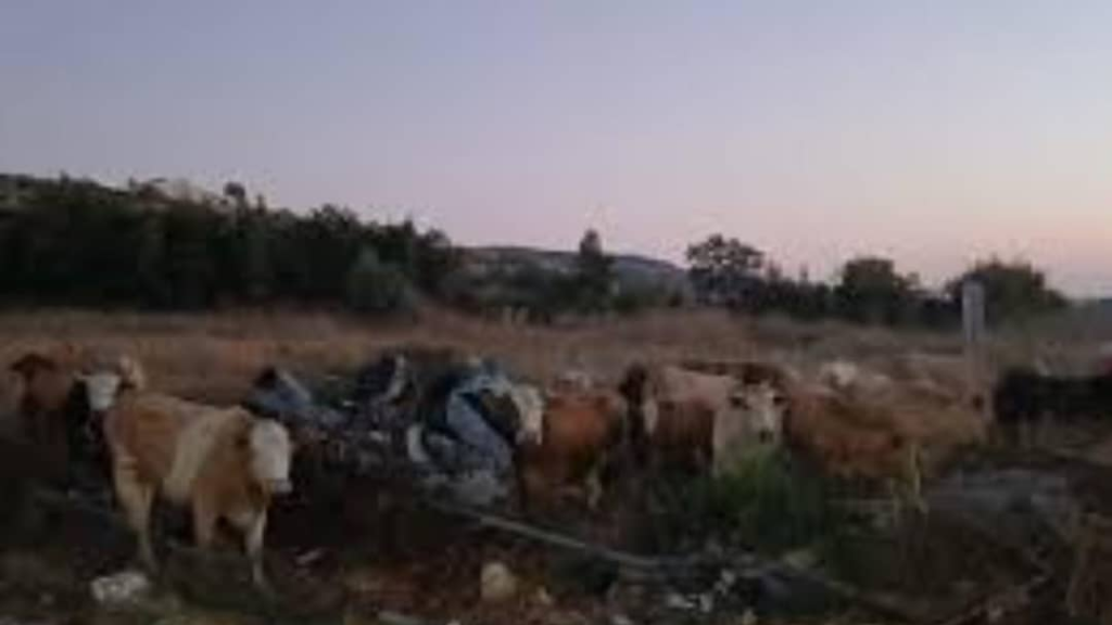 أبقار إسرائيلية في لبنان ... وتحذير