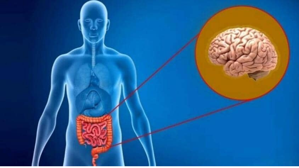 العلاقة بين الجهاز الهضمي والمزاج
