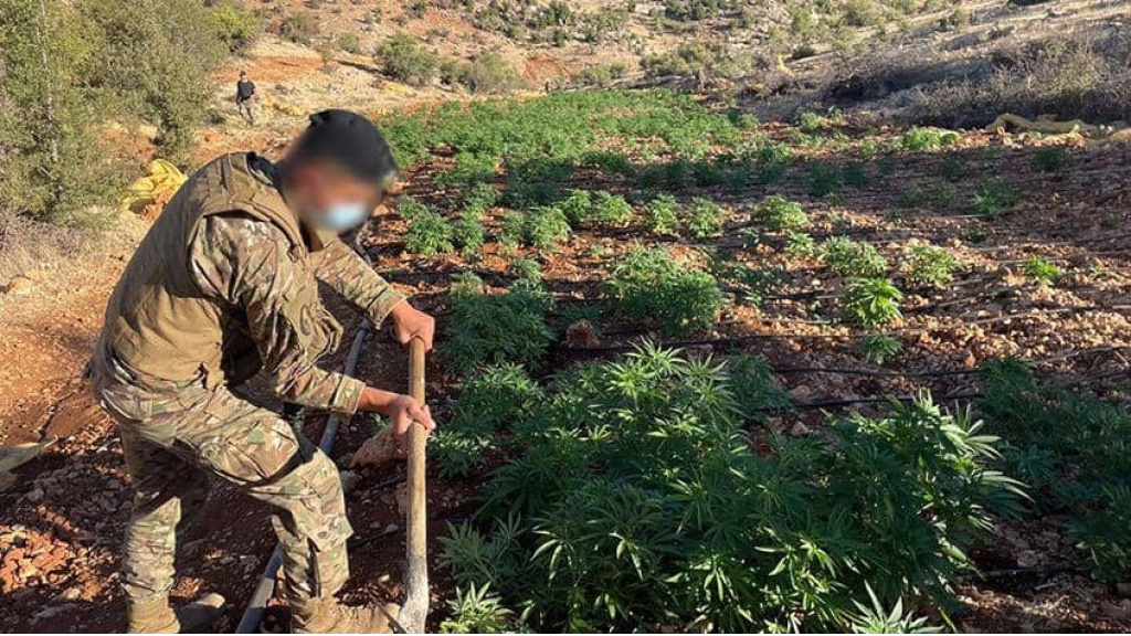الجيش اللبناني: إتلاف 7 دونمات مزروعة بالحشيش وضبط معدات لتصنيع الكبتاغون