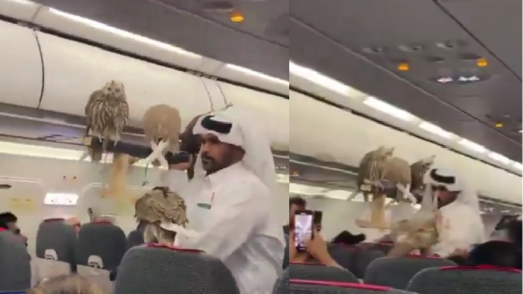 صقور على متن طائرة بصحبة مواطن خليجي.. مشهد غير مألوف يثير الجدل (فيديو)
