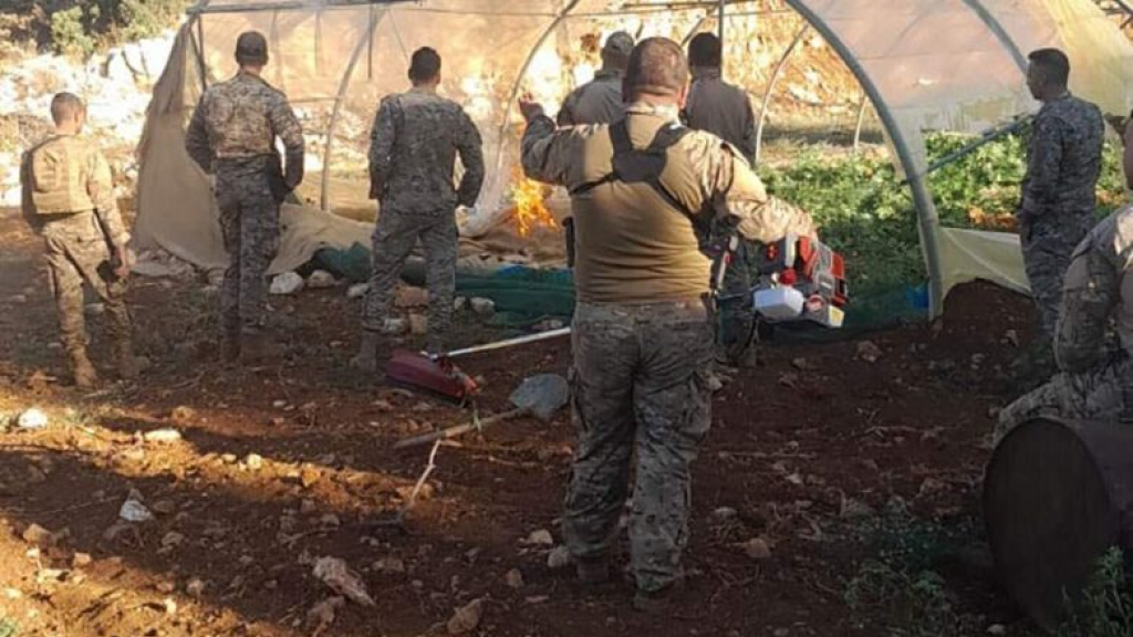 الجيش يتلف كمية كبيرة من الحشيشة في بعلبك 