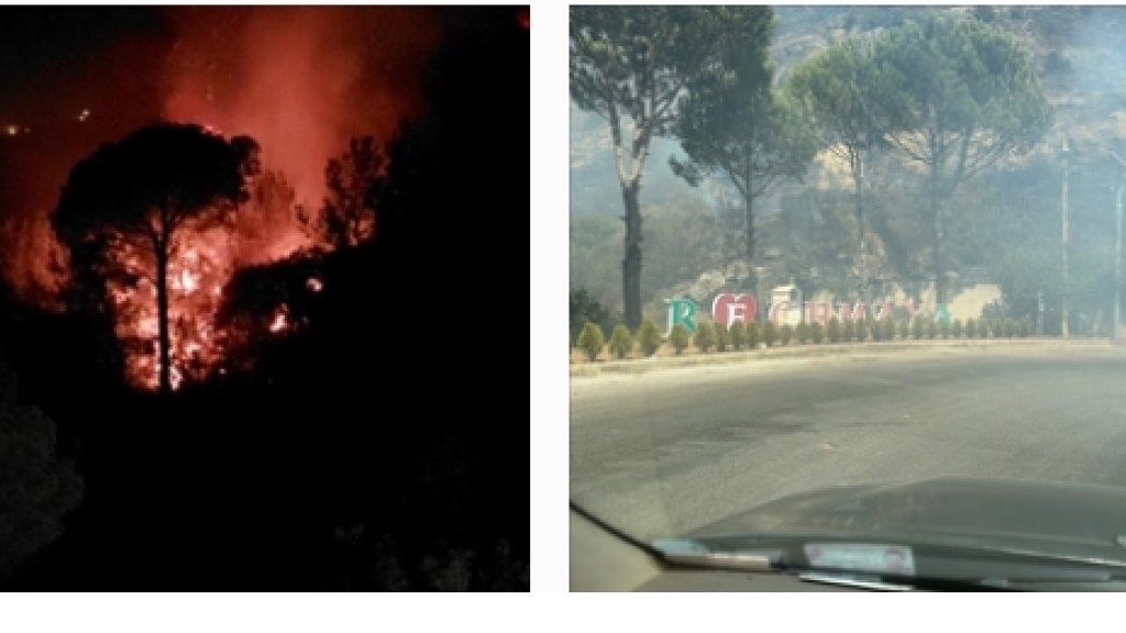 تجدد الحريق في أحراج رشميا