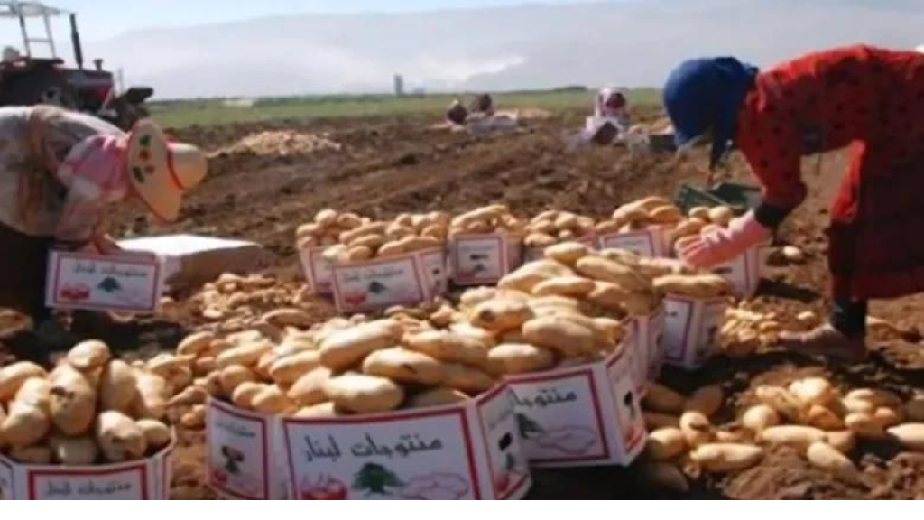 استيراد البطاطا من مصر ومعابر التهريب… خسائر سنوية متجددة تعصف بمزارعي عكار