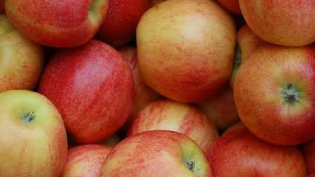 القطاف” بدأ… والتفاح اللبناني في مواجهة المناخ والأسواق