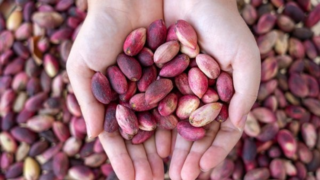 فستق حلبي مهرّب في أسواقنا