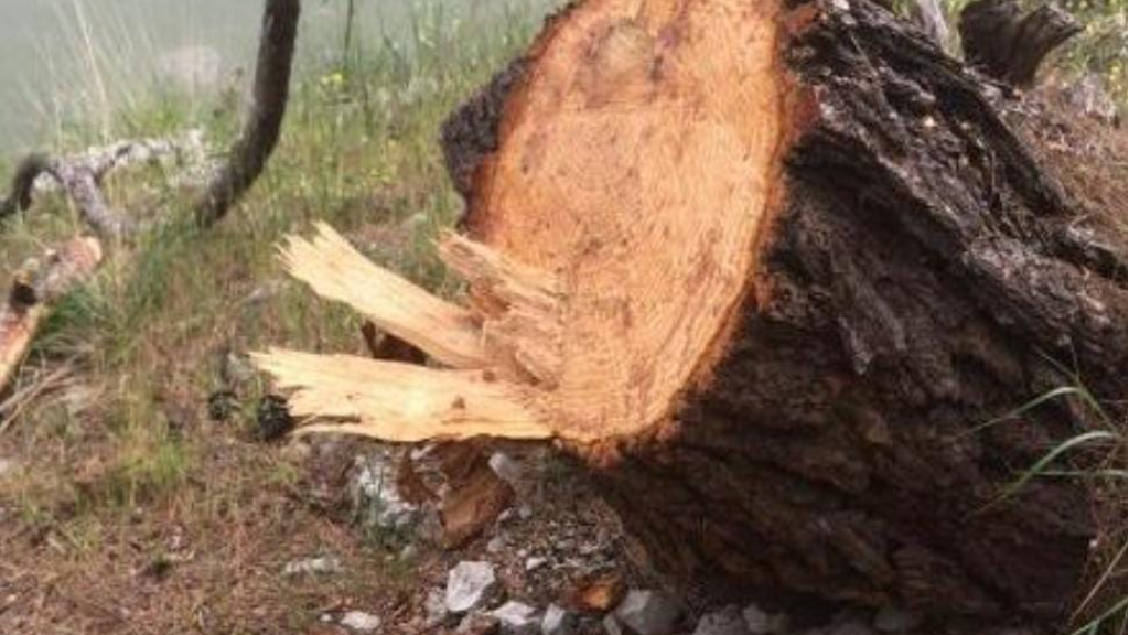 الزراعة تضبط مخالفات قطع الأشجار