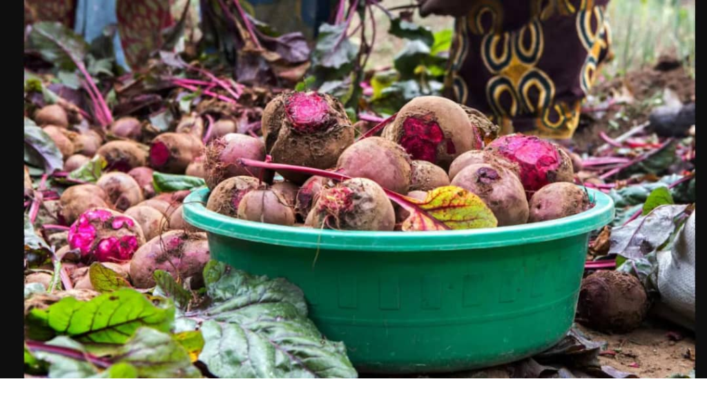 نوع شائع من الخضار قد يخفض ضغط الدم في أسبوعين فقط